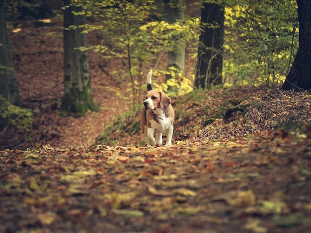 Beagle passeando pela floresta