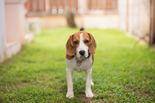 Foto beagle perrito retrato sobre la hierba verde