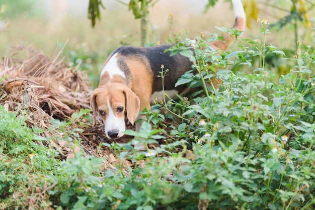 Beagle-Porträt