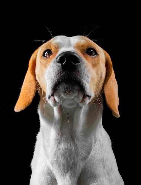 Beagle posando em um estúdio fotográfico sentado com um fundo preto