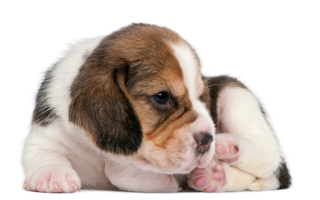 Beagle Puppy, 1 mes de edad, acostado