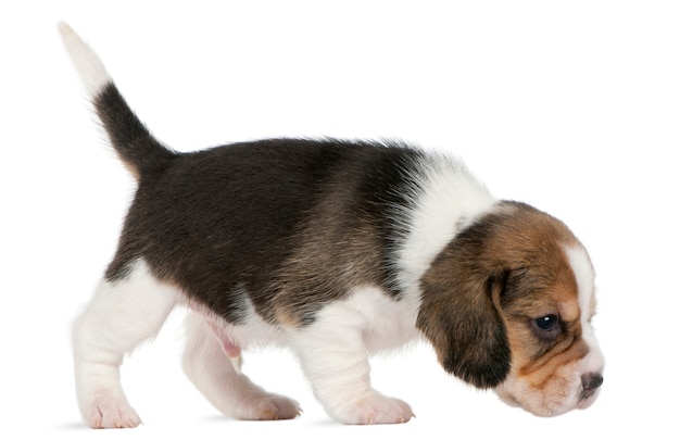 Beagle Puppy, 1 mes de edad, caminando