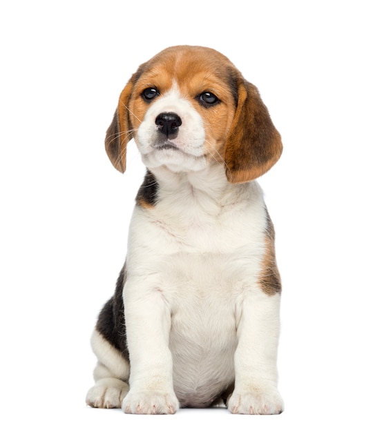 Beagle Puppy, sentado, aislado en blanco