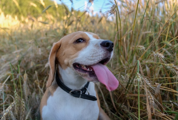 Beagle puro-sangue para uma caminhada no verão entre o trigo dourado maduro