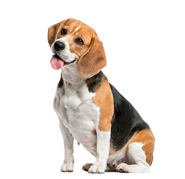 Foto beagle sitzt und keucht, isoliert auf weiß