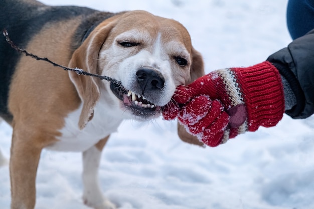 Beagle sonriente divertido que muerde un palo en un parque nevado del invierno. La mano del propietario en un guante rojo sostiene un palo sobre un fondo de nieve