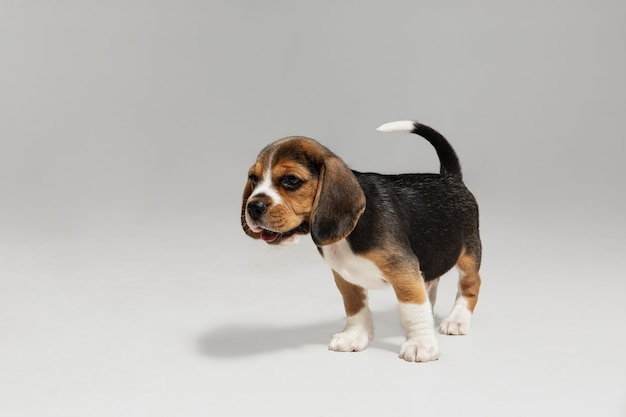 Beagle Tricolor Welpe posiert. Süßes weiß-braun-schwarzes Hündchen oder Haustier spielt auf weißer Wand. Sieht aufmerksam und verspielt aus. Konzept der Bewegung, Bewegung, Aktion. Negativer Raum.