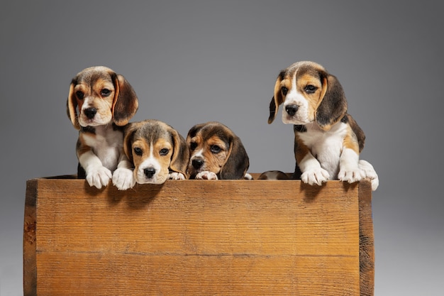 Beagle Tricolor Welpen posieren in Holzkiste. Nette Hündchen oder Haustiere, die auf grauer Wand spielen. Schauen Sie aufmerksam und verspielt aus. Konzept von Bewegung, Bewegung, Aktion. Negativer Raum.