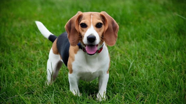 Beagle uma bela foto de um cão na grama