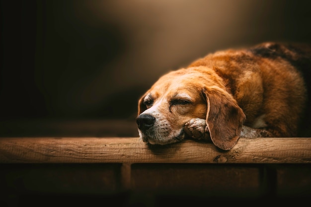 Beagle veterano acostado con la cabeza entre las patas en un ambiente tierno.