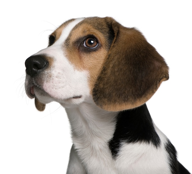 Beagle Welpe, 4 Monate alt,