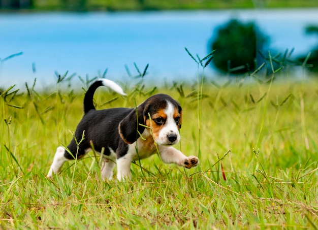 Beagle-Welpe spielt auf grünem Gras mit See im Hintergrund.