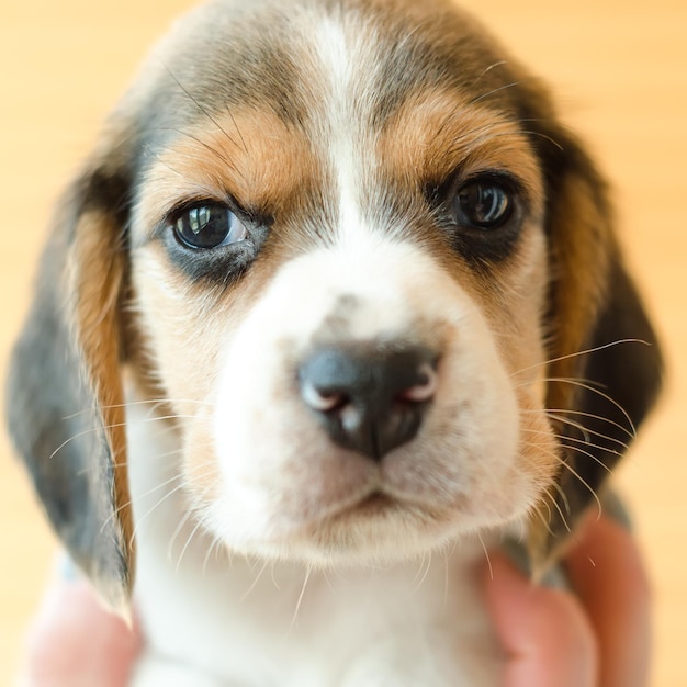 Beagle-Welpe