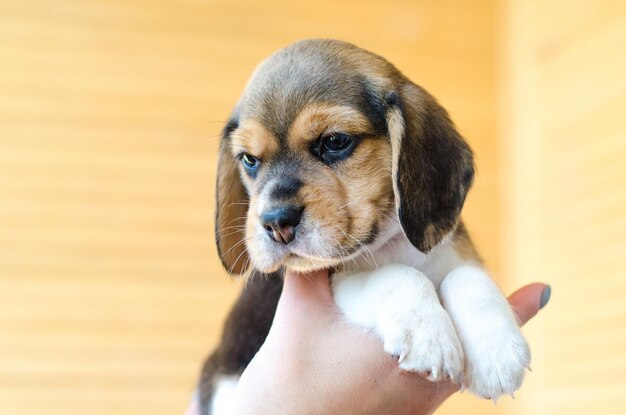 Beagle-Welpe