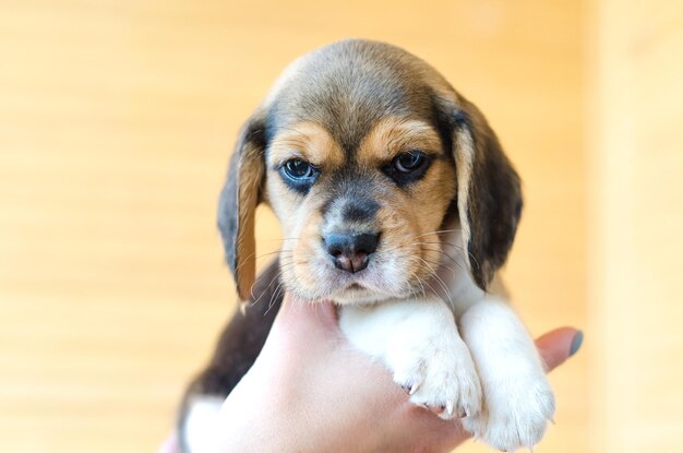 Beagle-Welpe