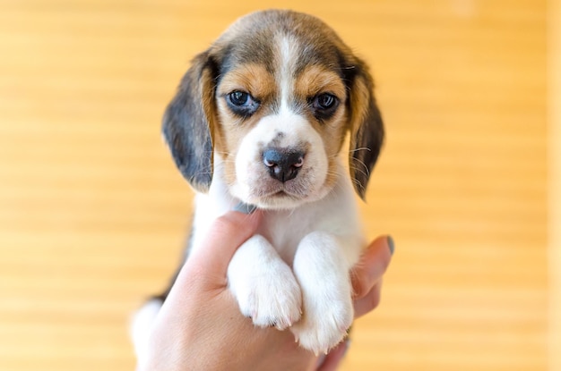 Beagle-Welpe