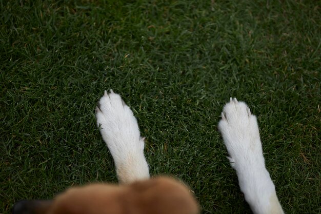 Beagles Pfoten Nahaufnahme Draufsicht