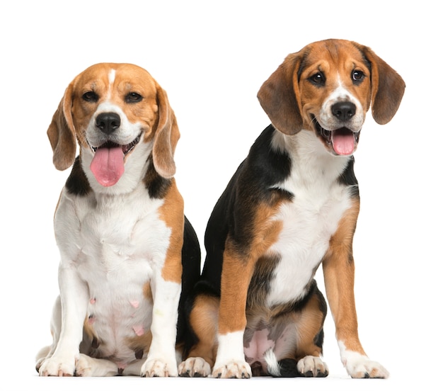 Beagles sitzen und keuchen