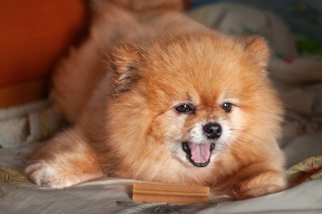 Bear Boo Pomeranian Mini liegt auf der Matte und öffnete sein Maul bellend.