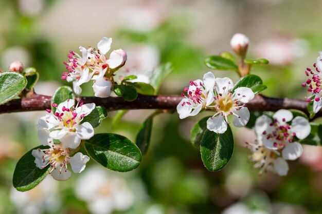 Bearberry cotoneaster radicans flor branca nome latino cotoneaster dammeri radicans