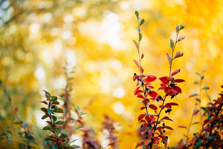 Foto bearberry strauch mit herbstlaub in sonnenuntergang nahaufnahme.