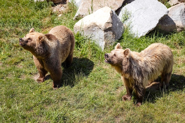 Bears Brown Big Bear Animals em habitat natural no zoológico confortável da Alemanha