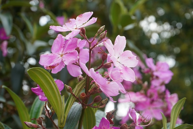 beatutul brancho de flor rosa