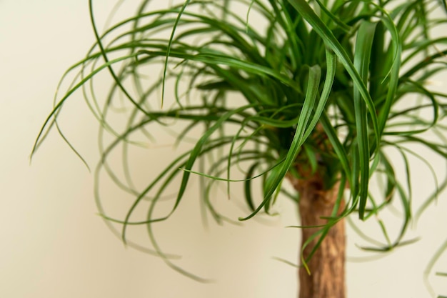 Beaucarnea Recurvata también conocida como Ponytail Palm o Nolina Home plant