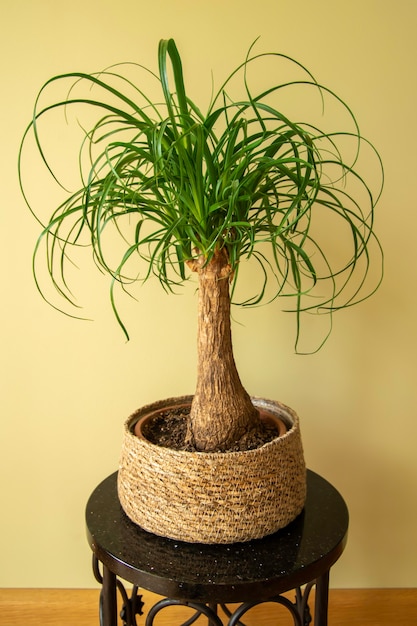 La Beaucarnea Recurvata también conocida como Ponytail Palm o Nolina