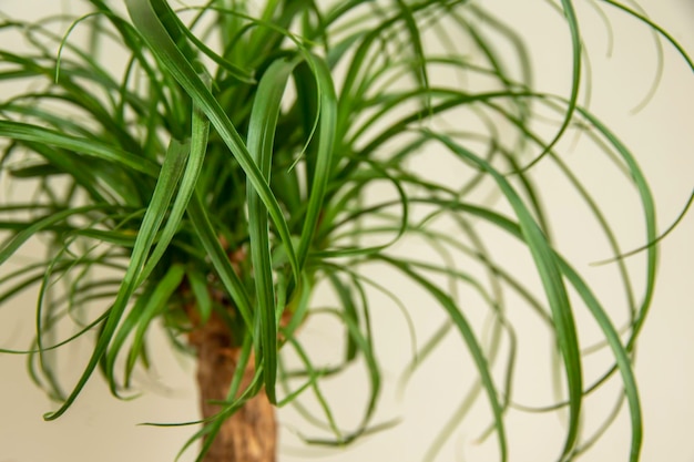 La Beaucarnea Recurvata también conocida como Ponytail Palm o Nolina