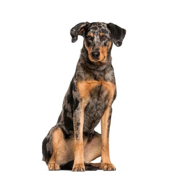 Beauceron, de 15 meses de edad, sentado frente a un fondo blanco