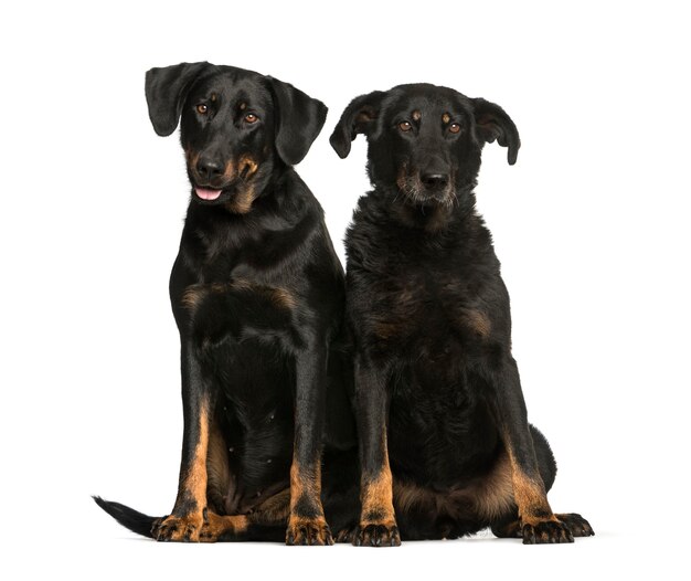 Foto beauceron, 6 años y 10 años de edad, sentado delante de un fondo blanco