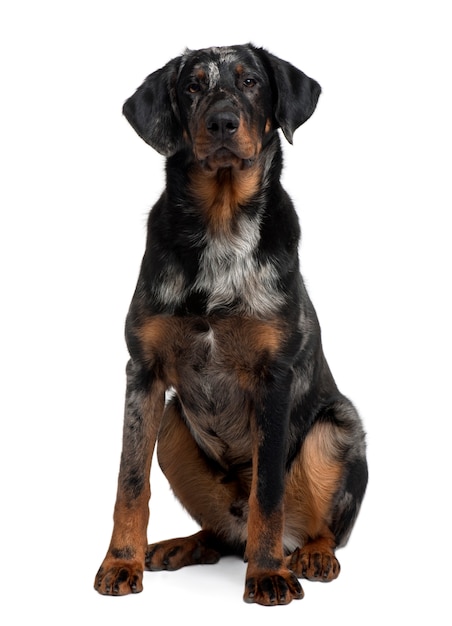 Beauceron, 7 meses, sentado