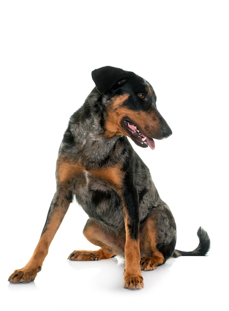 Beauceron arlequim feminino na frente de fundo branco