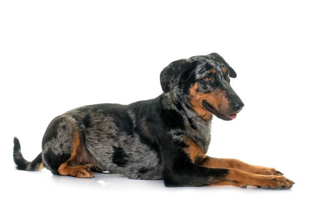 Beauceron arlequín hembra delante de fondo blanco