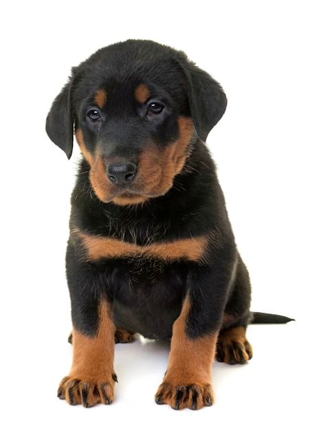 beauceron cachorro en estudio