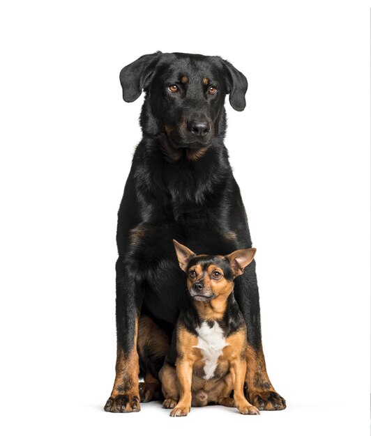 Beauceron com um cão mestiço sentado isolado no branco