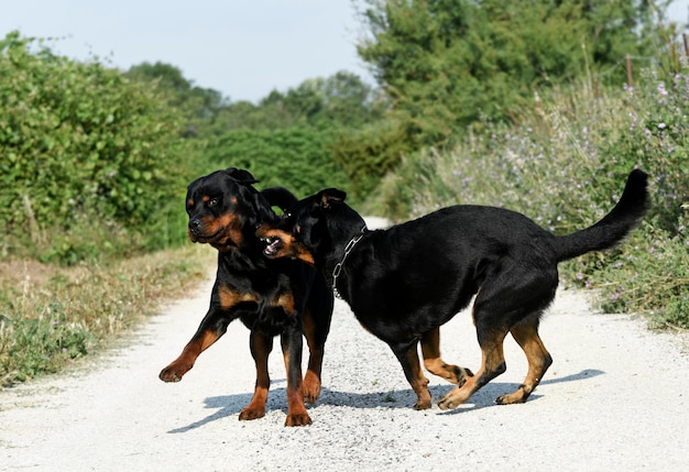 Beauceron e rottweiler