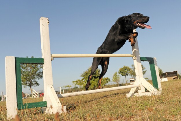 Beauceron em agilidade