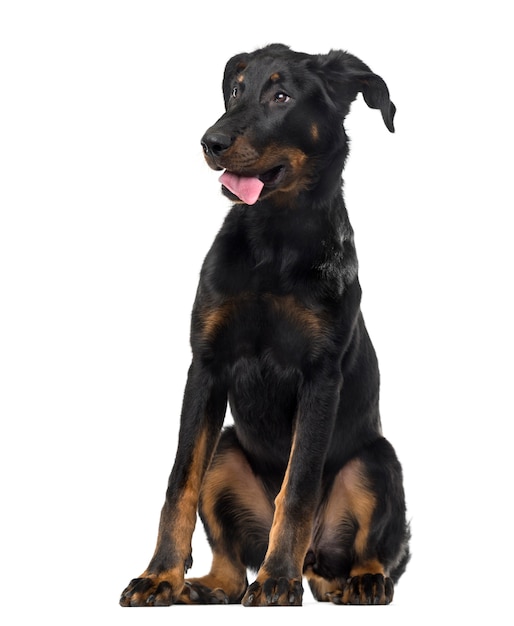 Beauceron frente a una pared blanca