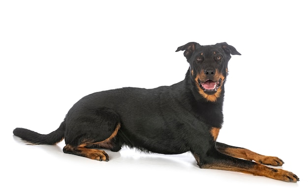 Beauceron Hund isoliert