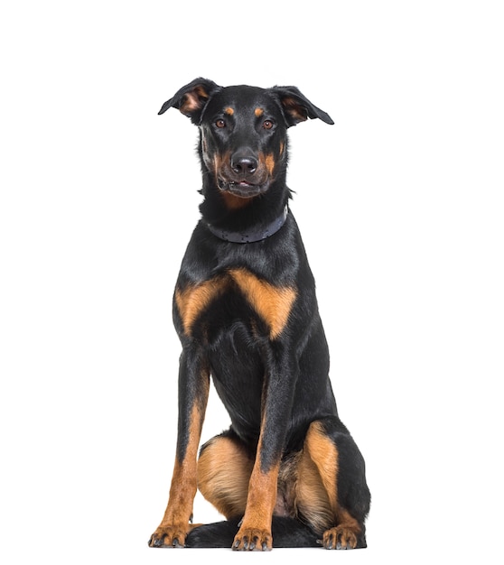 Beauceron Hundesitzen