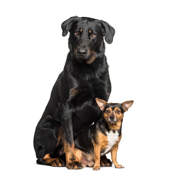 Beauceron con un perro de raza mixta sentado aislado en blanco