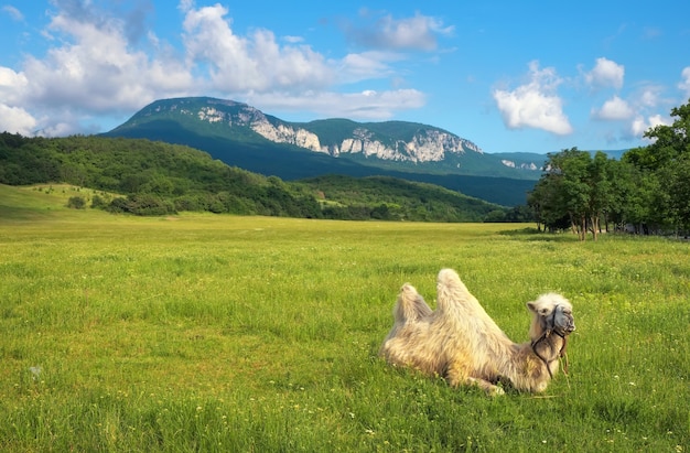 Beautifil Landschaft mit Kamel im Feld und in den Bergen.