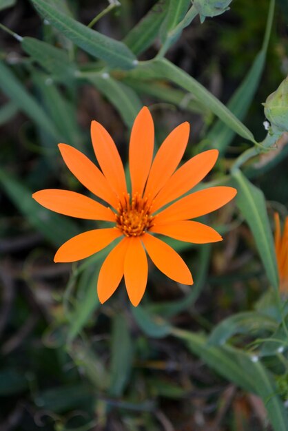 Foto beautiful orange daisy close up flowers