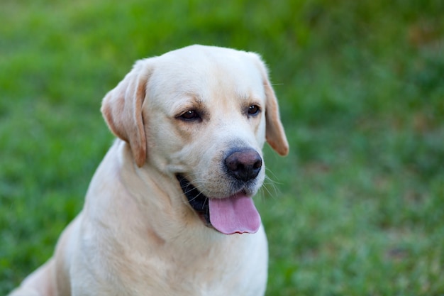 Beautigul Yellow Golden Labrador