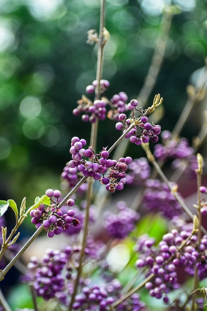 Beautyberry - Callicarpa com bagas roxas (Callicarpa americana)