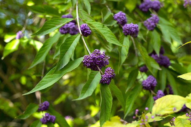 Beautyberry Pflanze Nahaufnahme Hintergrund