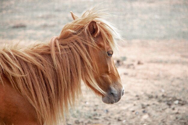 Beautyful caballo de pelo largo en la granja