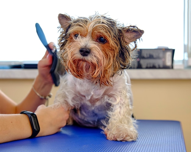 Beaver yorkshire terrier mientras se peina los enredos con un peine.